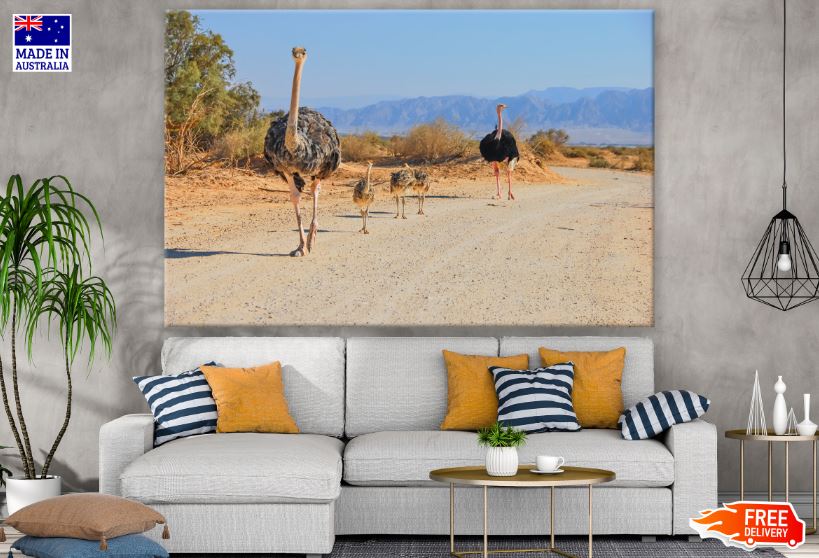 Ostrich Pair with Chicks Walking on a Road Photograph Print 100% Australian Made