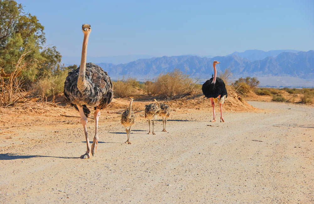 Ostrich Pair with Chicks Walking on a Road Photograph Print 100% Australian Made