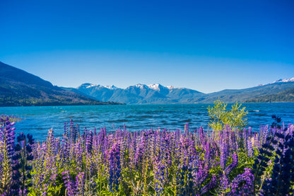 Flowers Near Lake Scenery View Home Decor Premium Quality Poster Print Choose Your Sizes