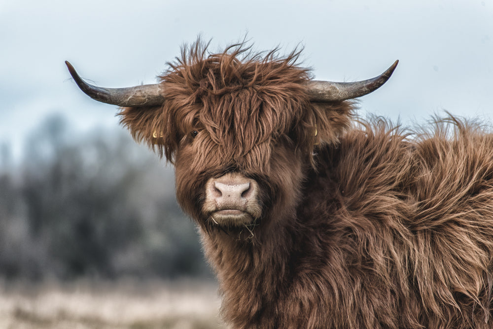 Highland Cow Portrait Photograph Home Decor Premium Quality Poster Print Choose Your Sizes