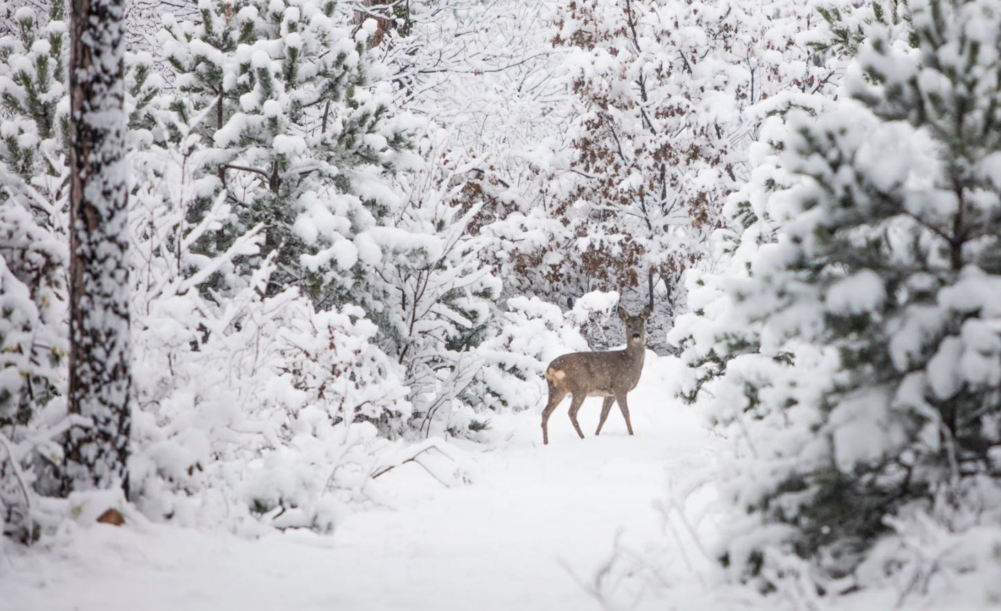 Deer in Forest Photograph Print 100% Australian Made