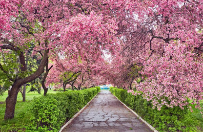 Blossom Trees Park Photograph Print 100% Australian Made