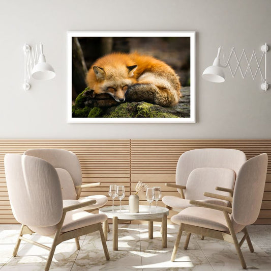 Sleeping Fox Closeup Photograph Home Decor Premium Quality Poster Print Choose Your Sizes