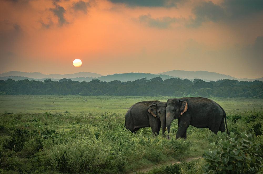 Elephant Love Sunset Photograph Print 100% Australian Made