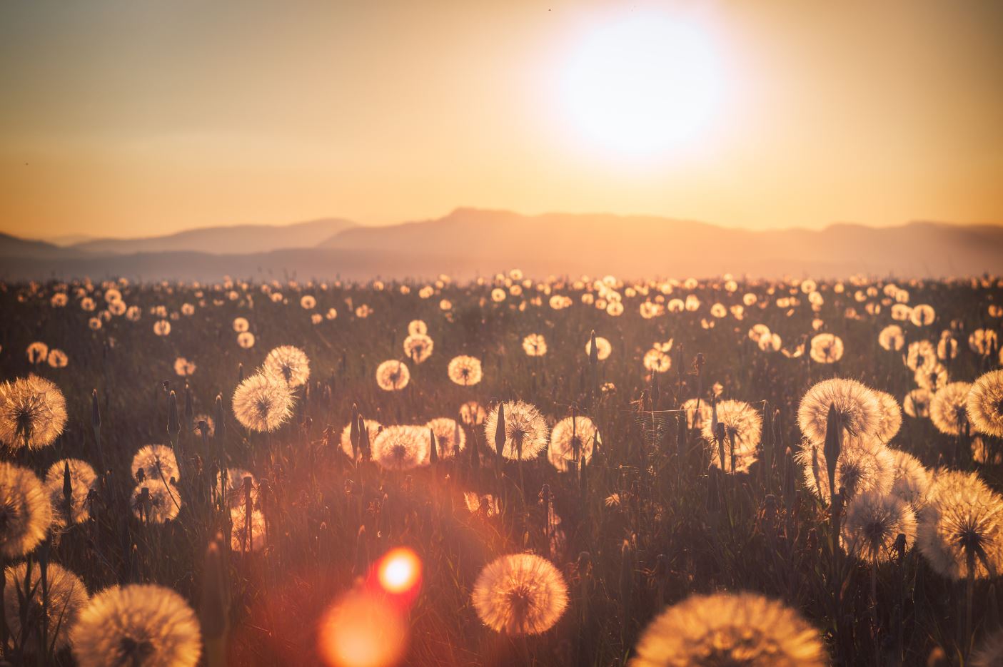 Dandelion Field Sunset Scenery Home Decor Premium Quality Poster Print Choose Your Sizes