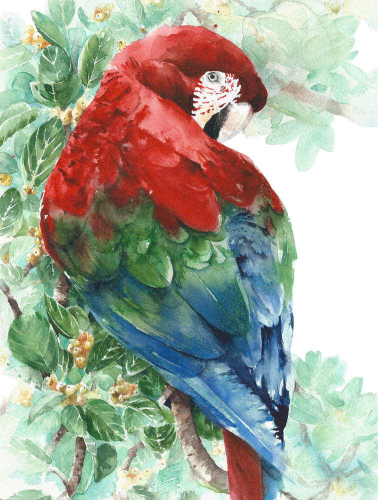 Red Macaw Bird Colourful Painting Print 100% Australian Made