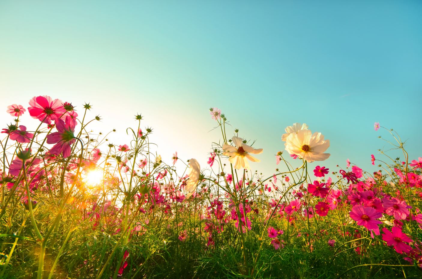 Floral Field Photograph Home Decor Premium Quality Poster Print Choose Your Sizes