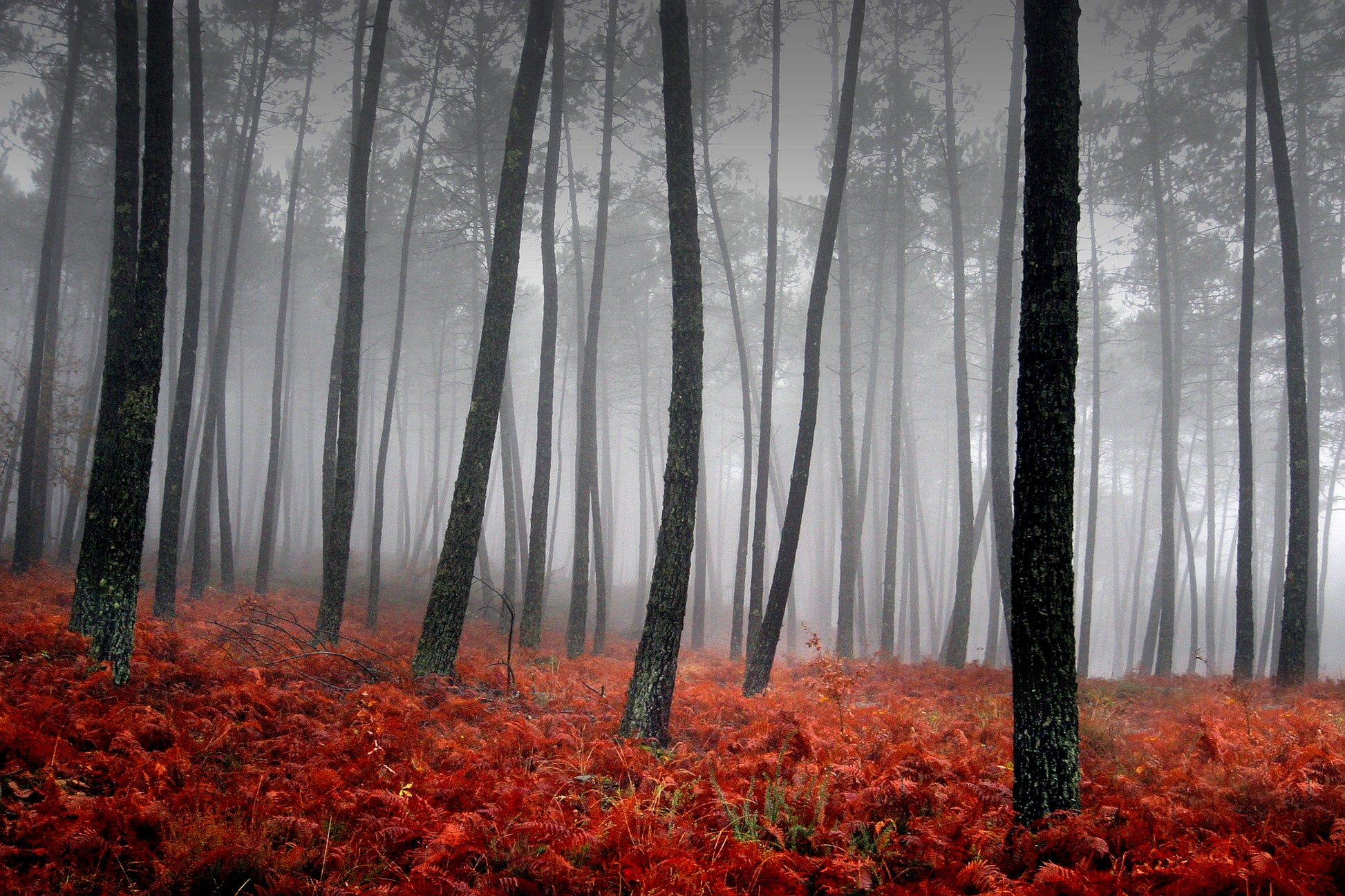 Misty Autumn Tree Photograph Print 100% Australian Made