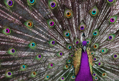 Peacock Showing Feathers Photograph Print 100% Australian Made