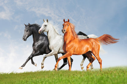 Three Horses Running on Meadow Print 100% Australian Made