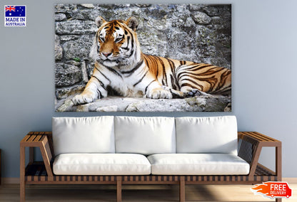 Tiger Sitting on Rock Photograph Print 100% Australian Made
