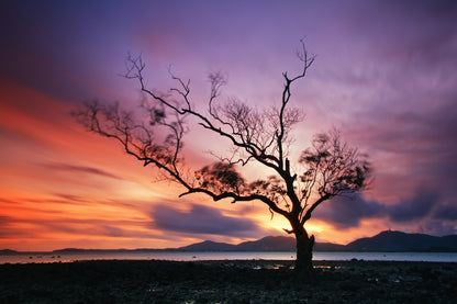 Tree Near Lake Stunning Sunset View Photograph Print 100% Australian Made