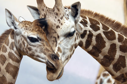 Giraffe Portrait Photograph Home Decor Premium Quality Poster Print Choose Your Sizes