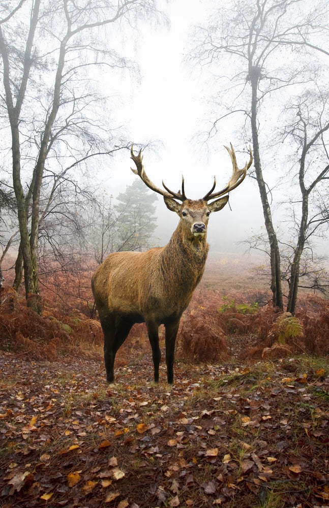 Red Deer in the Autumn Forest Photograph Print 100% Australian Made