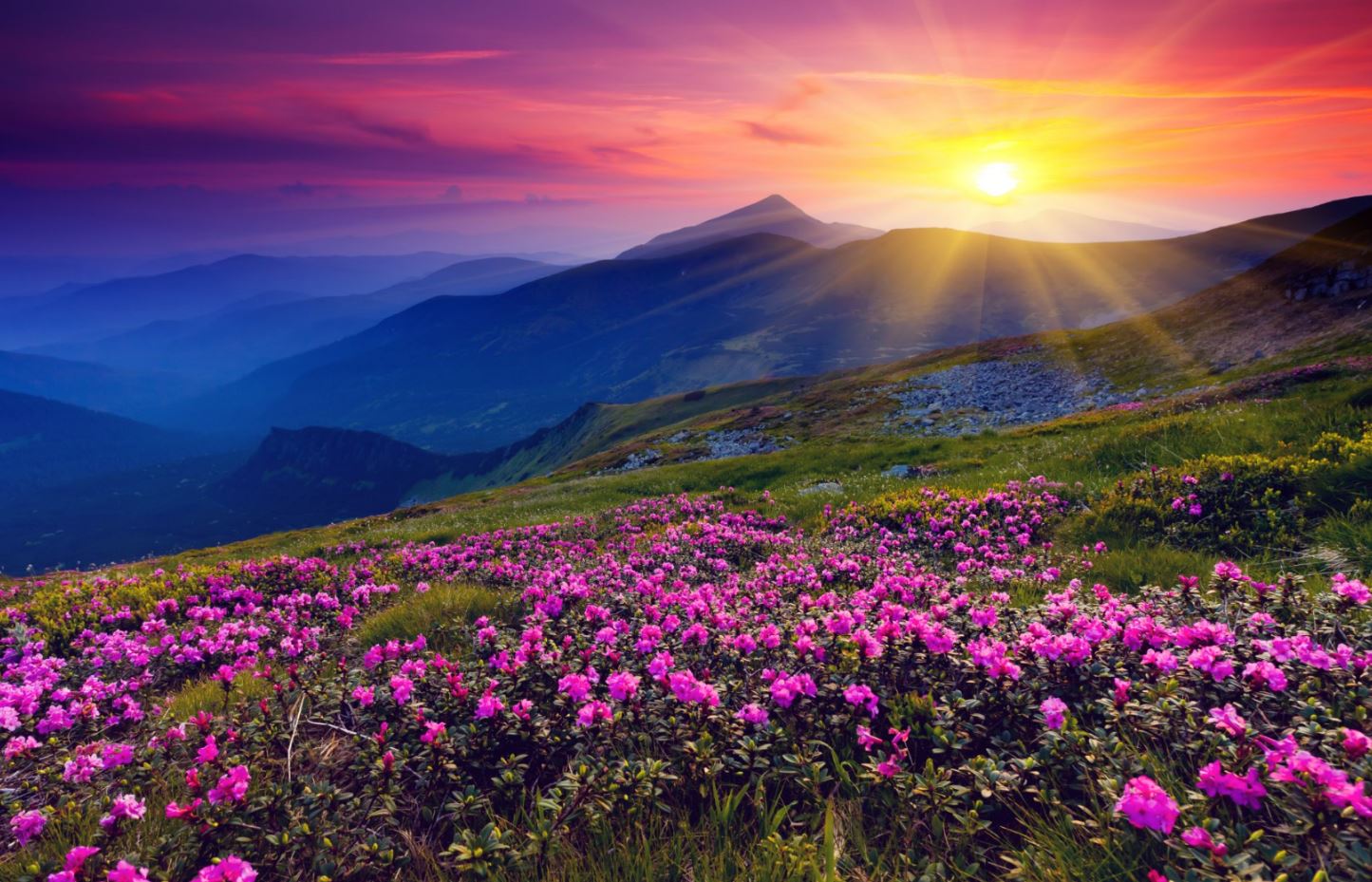 Sunset Flower Field Photograph Home Decor Premium Quality Poster Print Choose Your Sizes