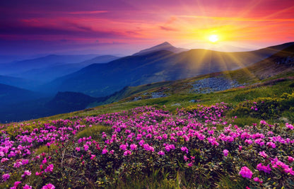 Sunset Flower Field Photograph Home Decor Premium Quality Poster Print Choose Your Sizes