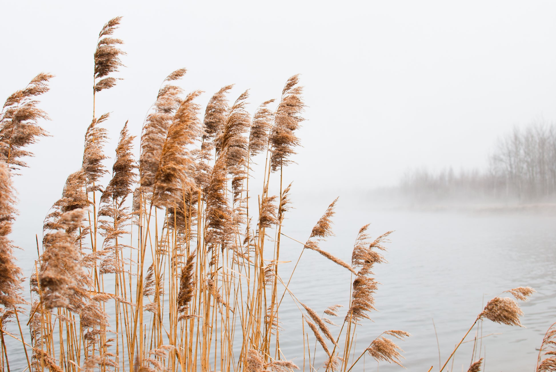 Misty Lake, Landscape with a Cane Photograph Print 100% Australian Made