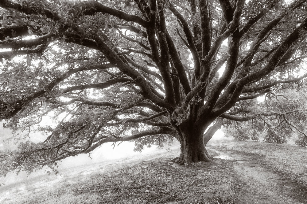 Huge Single Tree B&W Print 100% Australian Made