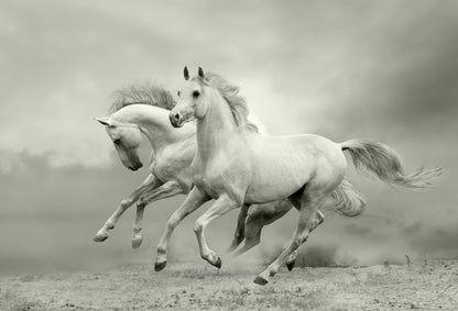 Horses Running on Sand Ground Photograph Print 100% Australian Made