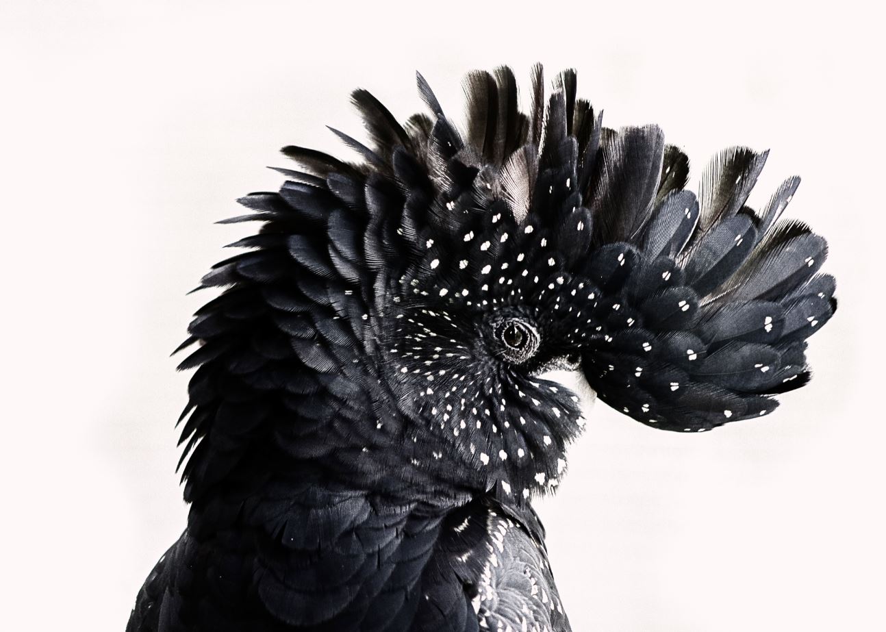 Black Bird Portrait Photograph Home Decor Premium Quality Poster Print Choose Your Sizes