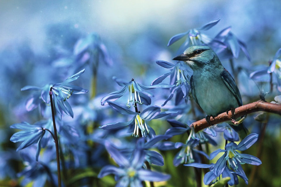 Blue Bird & Blue Flowers Closeup Photograph Print 100% Australian Made