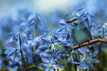 Blue Bird & Blue Flowers Closeup Photograph Print 100% Australian Made