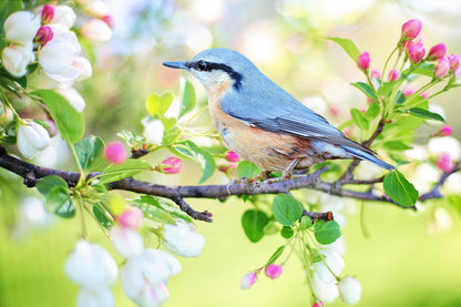 Blue Bird Sitting on a Floral Branch Photograph Print 100% Australian Made