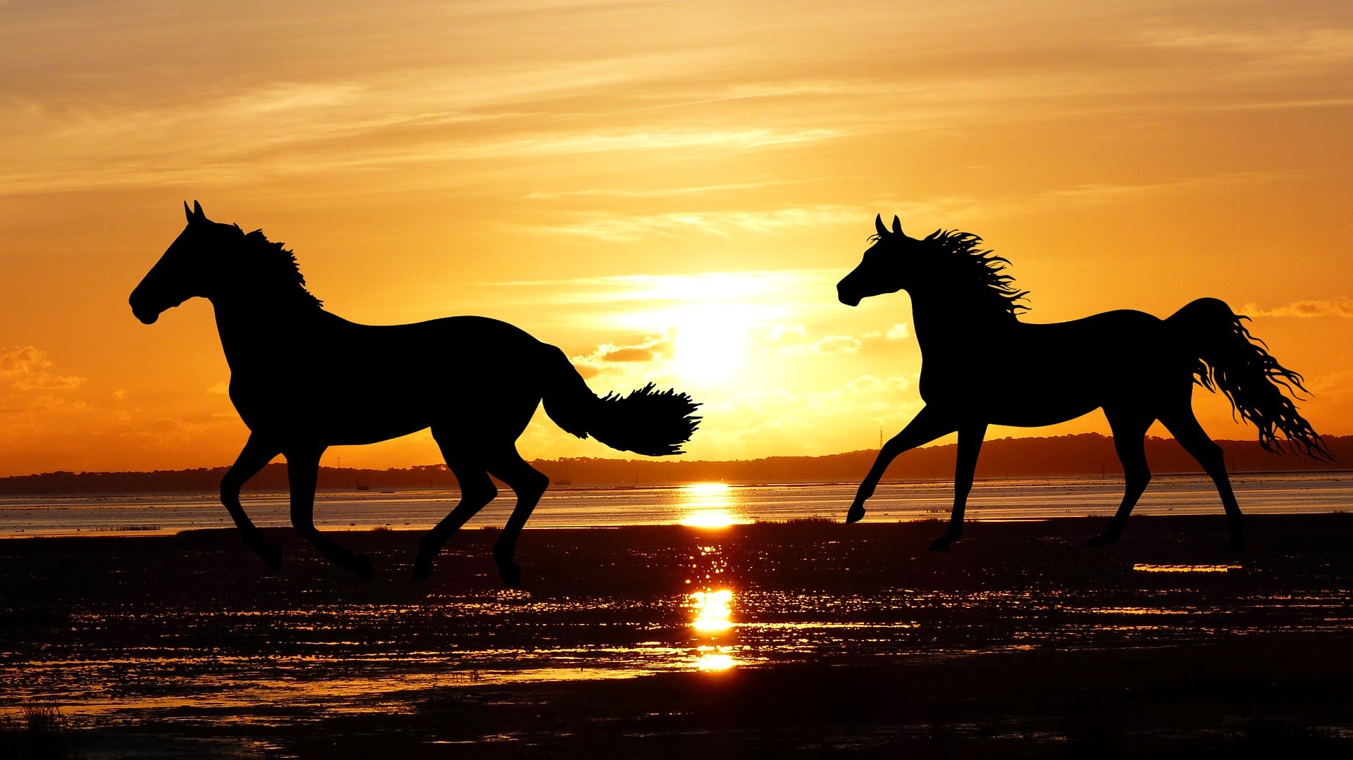 Horses Running on Beach Sunset Print 100% Australian Made