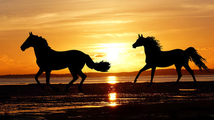 Horses Running on Beach Sunset Print 100% Australian Made