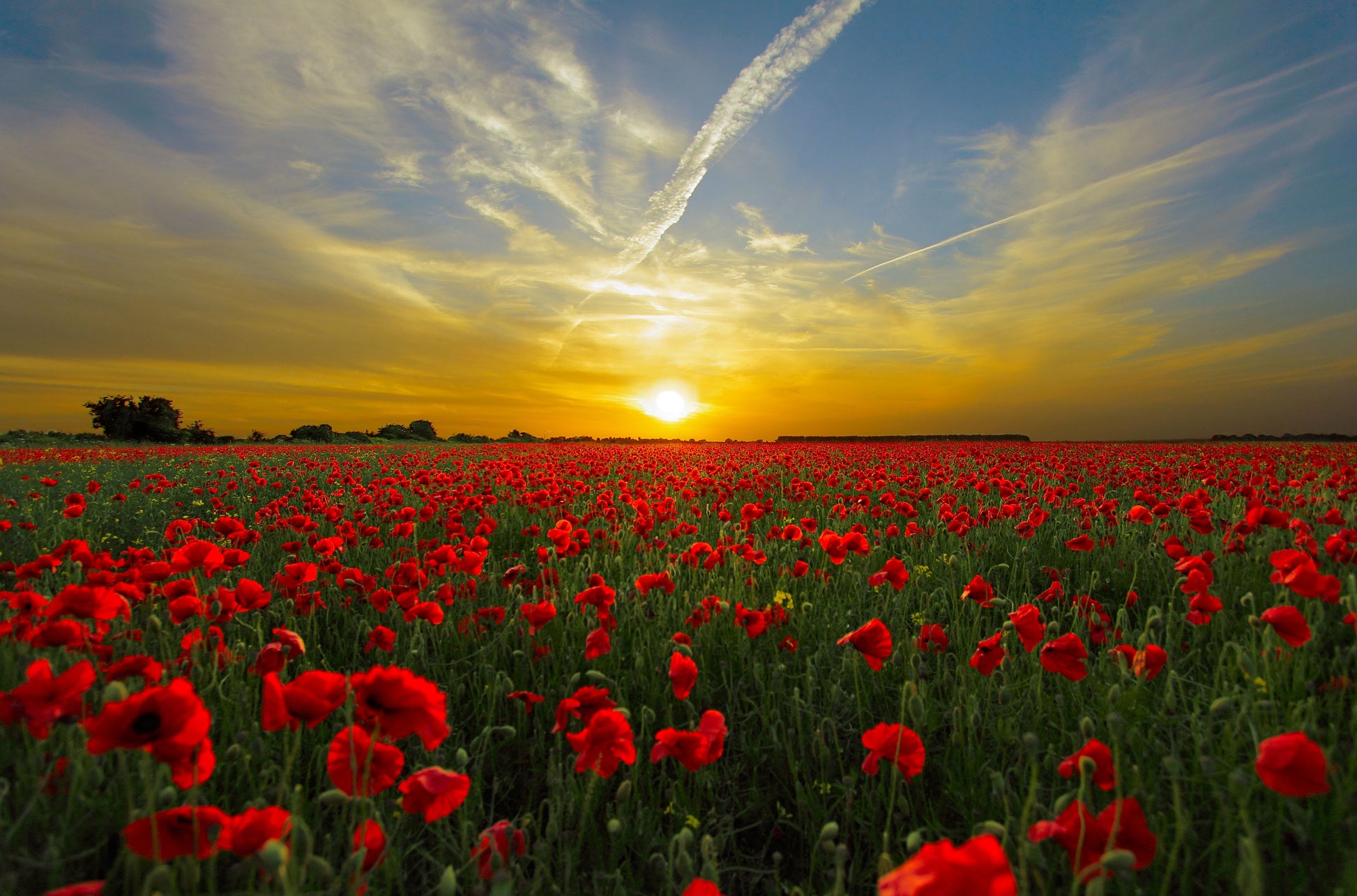 Red Tulip Flowers Field Sunset Scenery Photograph Print 100% Australian Made