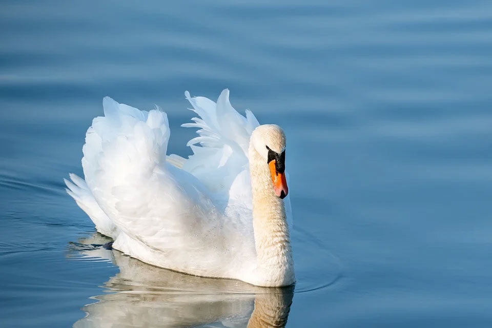 Swan on a Lake Closeup Photograph Print 100% Australian Made
