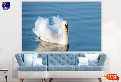 Swan on a Lake Closeup Photograph Print 100% Australian Made