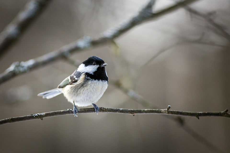 Bird on a Tree Closeup Photograph View Print 100% Australian Made