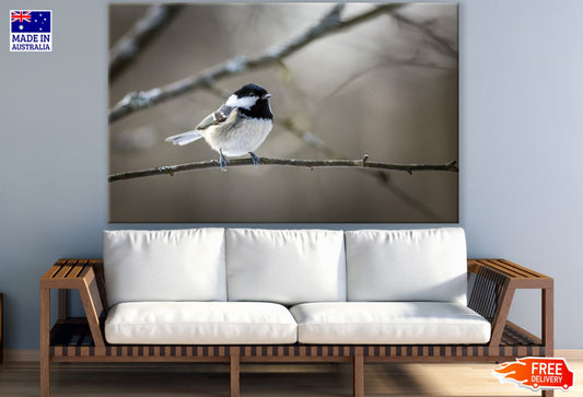 Bird on a Tree Closeup Photograph View Print 100% Australian Made