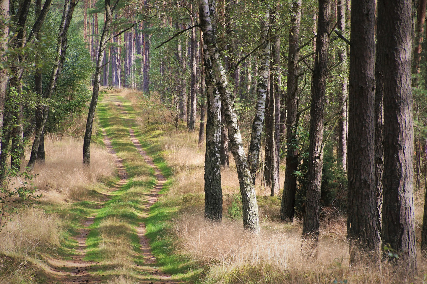 Stunning Road Between Forest Photograph Print 100% Australian Made