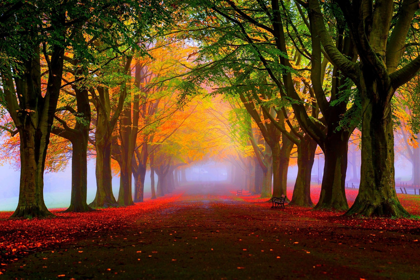 Autumn Forest Scenery Photograph Home Decor Premium Quality Poster Print Choose Your Sizes