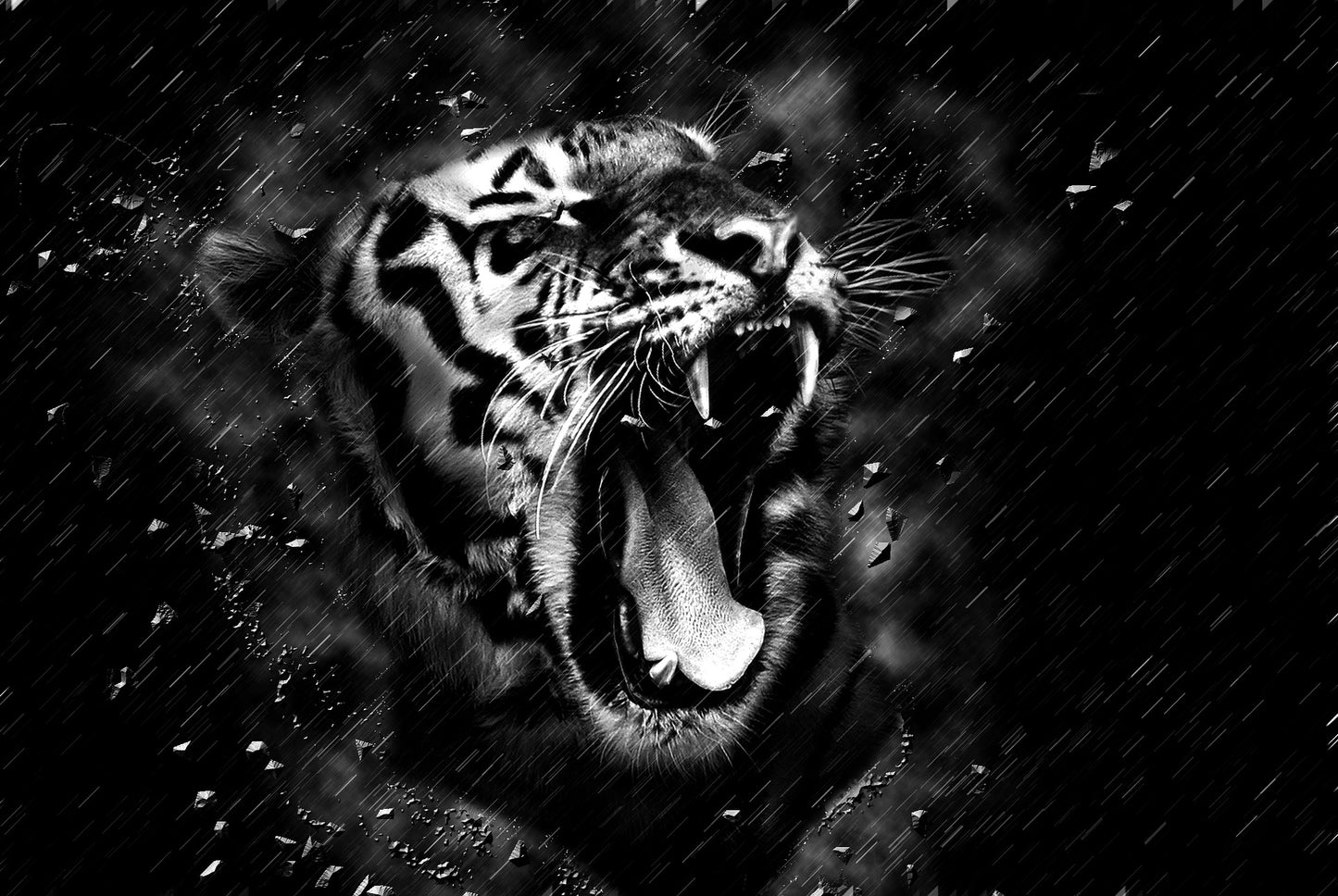 Tiger Roaring B&W Portrait Photograph Print 100% Australian Made