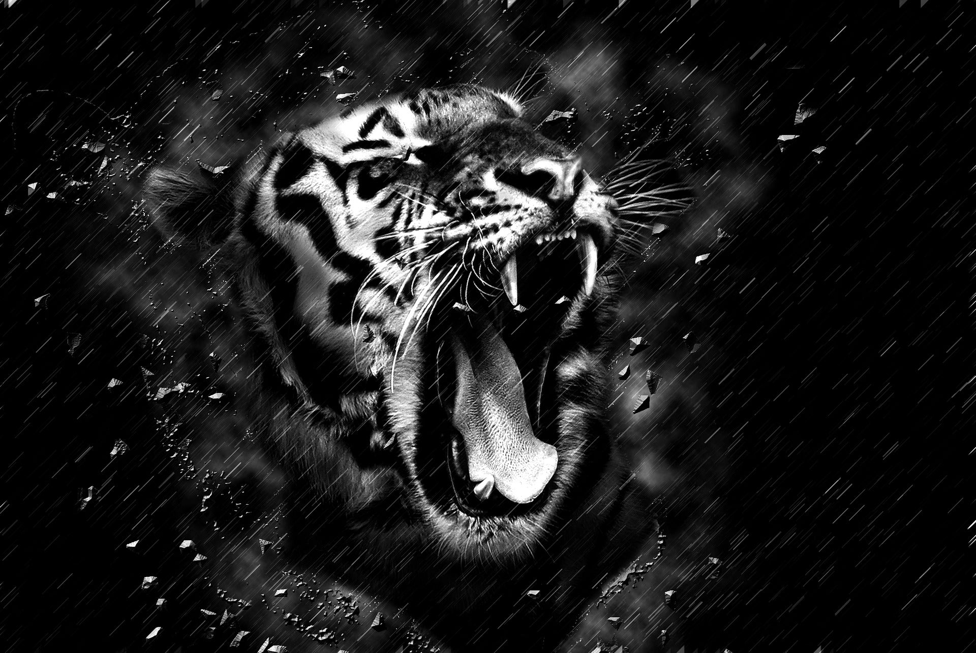 Tiger Roaring B&W Portrait Photograph Print 100% Australian Made