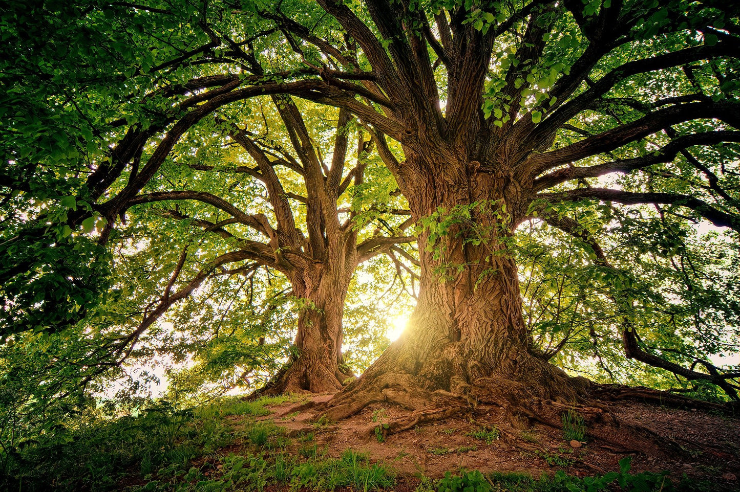 Stunning Sun Twilight Through Huge Trees Photograph Print 100% Australian Made