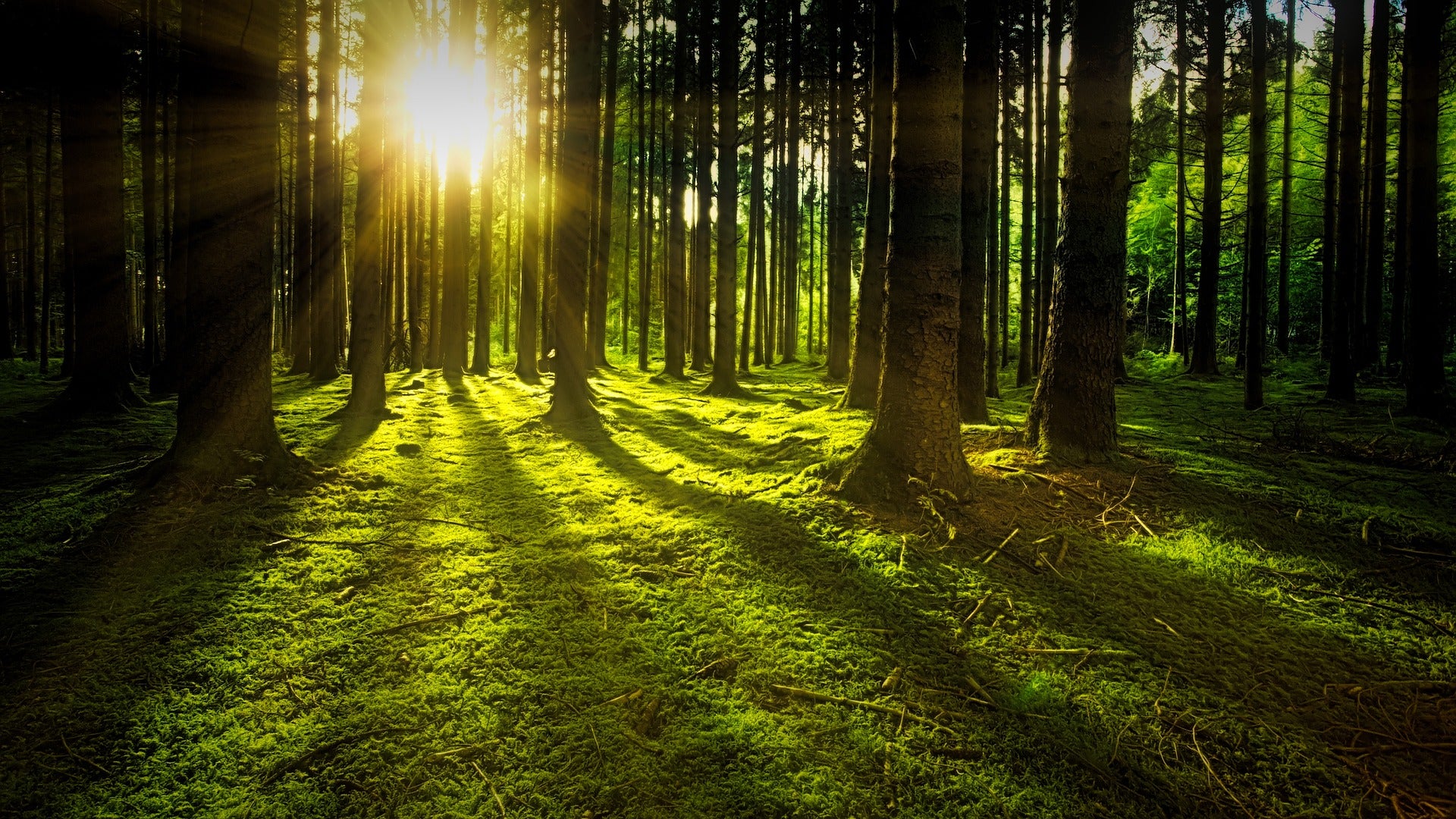 Forest Sunrays Scenery Photograph Home Decor Premium Quality Poster Print Choose Your Sizes