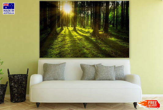 Forest Sunrays Scenery Photograph Print 100% Australian Made