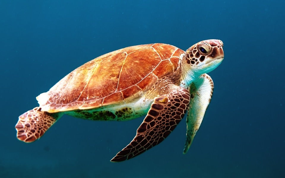 Turtle Underwater Photograph Print 100% Australian Made