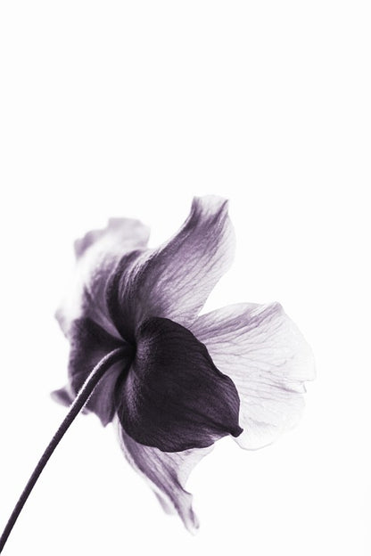 Purple Flower Closeup Photograph Print 100% Australian Made