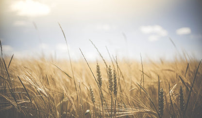 Misty Grass Field Photograph Print 100% Australian Made