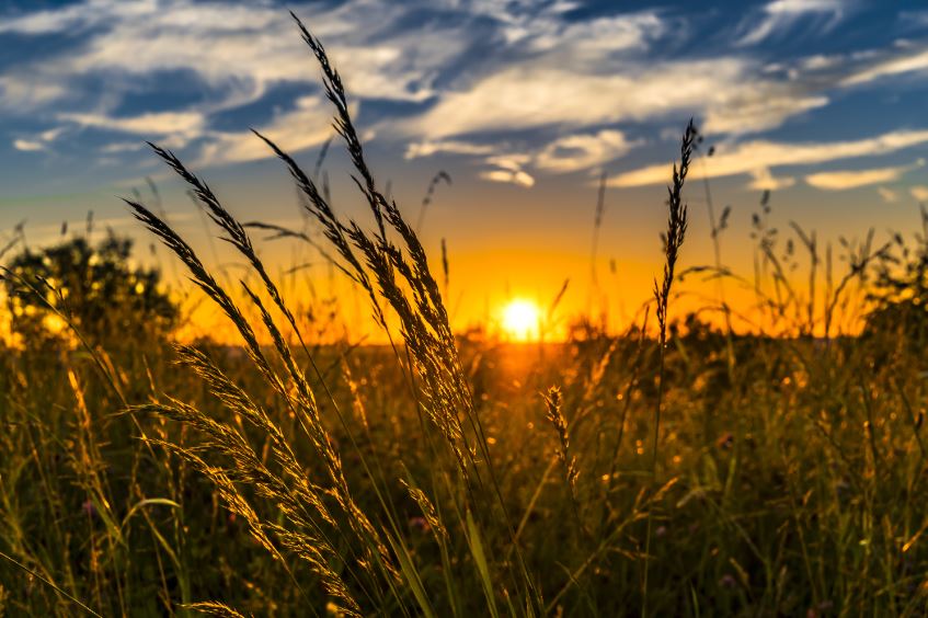 Sunset View Through Dry Grass Photograph Print 100% Australian Made