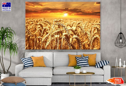 Wheat Field at Sunset Scenery Photograph Print 100% Australian Made