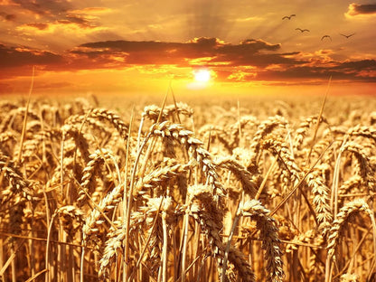 Wheat Field at Sunset Scenery Photograph Print 100% Australian Made