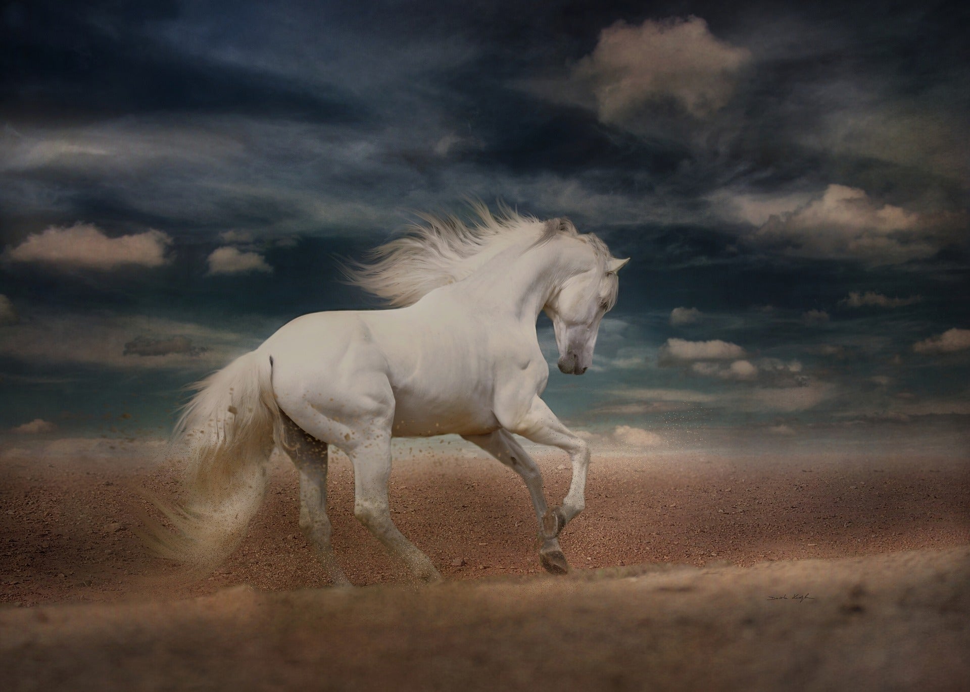 White Horse Running Photograph Print 100% Australian Made