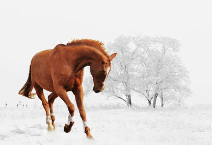 Brown Horse Running in Snow Photograph Print 100% Australian Made