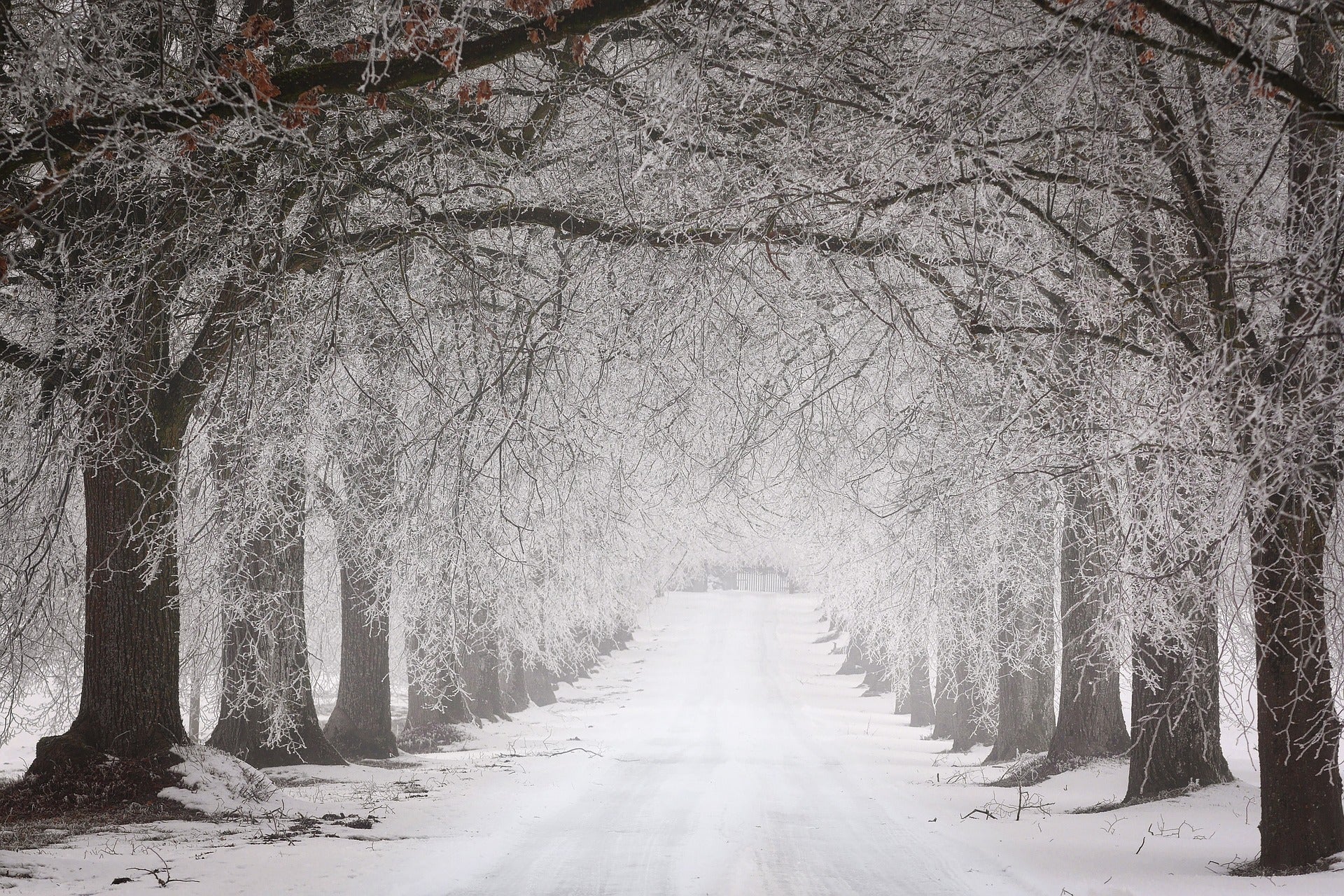 Snow Covered Forest Photograph Home Decor Premium Quality Poster Print Choose Your Sizes
